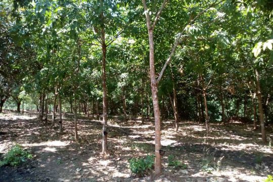 rubber plantation2
